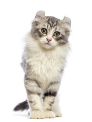 Obraz premium American Curl kitten, 3 months old, looking at the camera