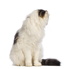 American Curl sitting and looking backwards in front of white