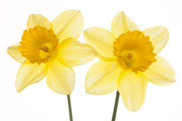 Srping background vith two daffodils.
