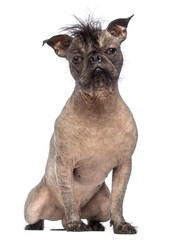 Hairless Mixed-breed dog