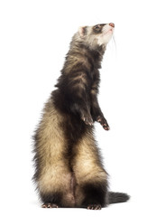 Ferret, 9 months old, standing on hind legs and looking up