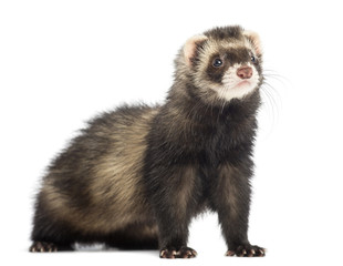 Obraz premium Ferret, 9 months old, looking away in front of white background