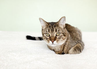 Small Tabby Cat in Bedroom