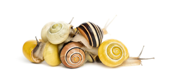 Pile of Grove snails or brown-lipped snails, Cepaea nemoralis © Eric Isselée