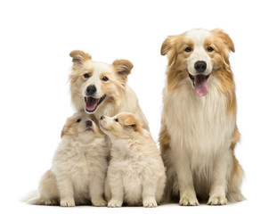 Border collie family, father, mother and puppies, sitting