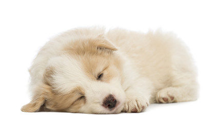 Border Collie puppy, 6 weeks old, lying and sleeping