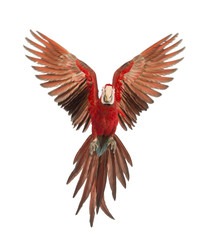 Green-winged Macaw, Ara chloropterus, 1 year old, flying