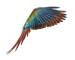 Fototapeta premium Green-winged Macaw, Ara chloropterus, 1 year old, flying