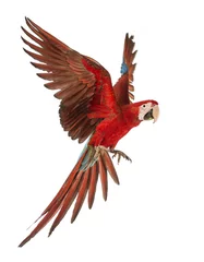 Printed kitchen splashbacks Parrot Green-winged Macaw, Ara chloropterus, 1 year old, flying