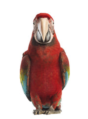Front view of a Green-winged Macaw, Ara chloropterus © Eric Isselée