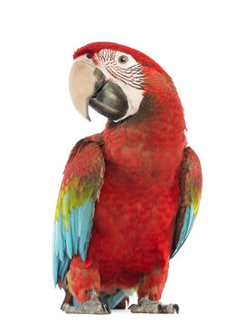 Fototapeta Green-winged Macaw, Ara chloropterus, 1 year old