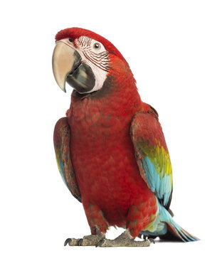 Fototapeta Green-winged Macaw, Ara chloropterus, 1 year old