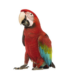 Fototapeta premium Green-winged Macaw, Ara chloropterus, 1 year old