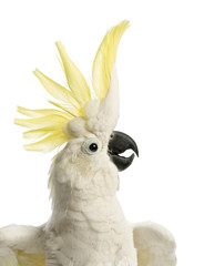 Close-up of a Sulphur-crested Cockatoo, Cacatua galerita