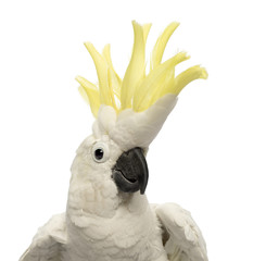 Close-up of a Sulphur-crested Cockatoo, Cacatua galerita