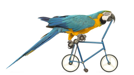 Obraz premium Side view of a Blue-and-yellow Macaw, Ara ararauna