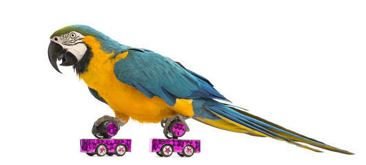 Blue-and-yellow Macaw, Ara ararauna, 30 years old