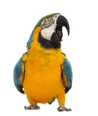 Naklejka premium Blue-and-yellow Macaw, Ara ararauna, 30 years old