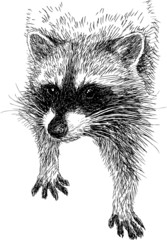 raccoon © asmakar