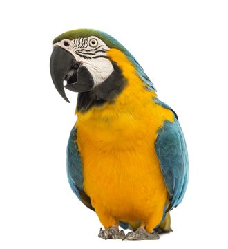 Blue-and-yellow Macaw, Ara ararauna, 30 years old © Eric Isselée