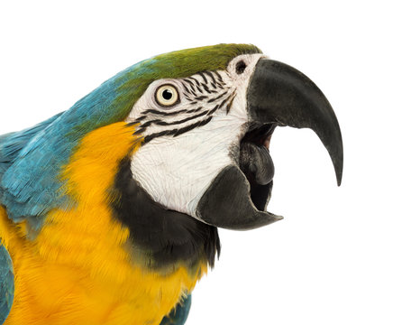 Close-up of a Blue-and-yellow Macaw, Ara ararauna, 30 years old
