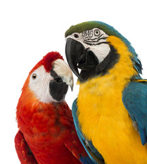 Close-up of a Blue-and-yellow Macaw, Ara ararauna, 30 years old