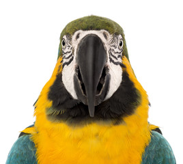 Front view close-up of a Blue-and-yellow Macaw, Ara ararauna