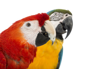 Close-up of a Blue-and-yellow Macaw, Ara ararauna, 30 years old
