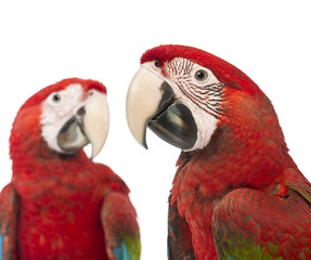Close-up of two Green-winged Macaws, 1 year old