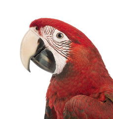 Close-up of a Green-winged Macaw, Ara chloropterus, 1 year old