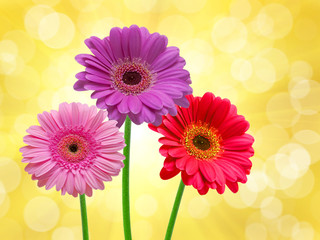 Close up of gerber flower