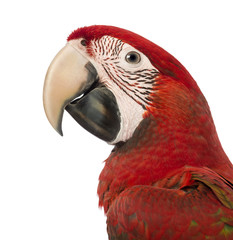 Close-up of a Green-winged Macaw, Ara chloropterus, 1 year old © Eric Isselée