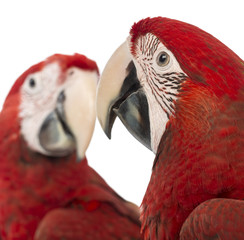 Fototapeta premium Close-up of two Green-winged Macaws, 1 year old