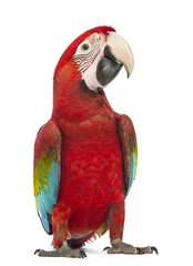 Poster de jardin Perroquet Green-winged Macaw, Ara chloropterus, 1 year old