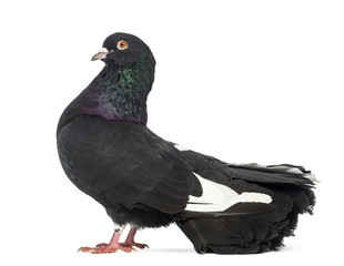 Side view of a Pigeon standing in front of white background
