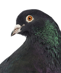 Close-up of a Pigeon in front of white background