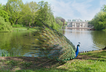 peacock in a classic park - 49923160