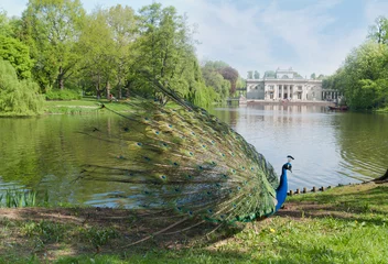 Rolgordijnen peacock in a classic park © eska2012
