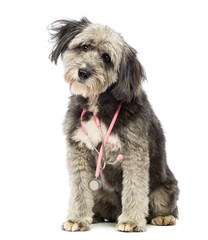 Naklejka na ściany i meble Dog sitting and wearing a pink stethoscope around the neck