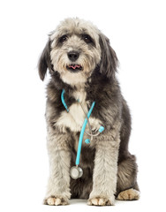Dog sitting and wearing a blue stethoscope around the neck