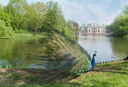 Fototapeta peacock in a classic park