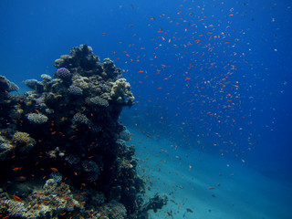 fische im meer