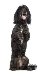 Poodle, 5 years old, in front of white background