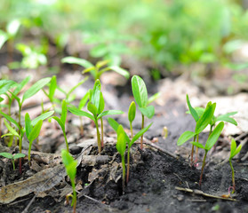 Spring sprouts