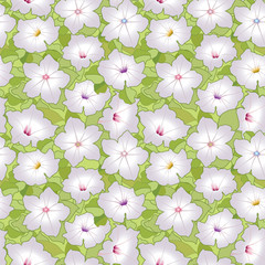 floral seamless pattern with white flowers petunias