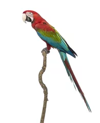 Papier Peint photo Perroquet Green-winged Macaw, Ara chloropterus, 1 year old