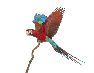 Fototapeta premium Green-winged Macaw, Ara chloropterus, 1 year old