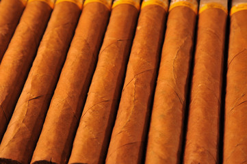 Row of luxourious Cuban cigars