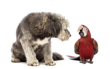 Crossbreed, 4 years old, sitting and looking