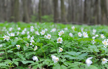 Anemone in forest (Anemone nemorosa)